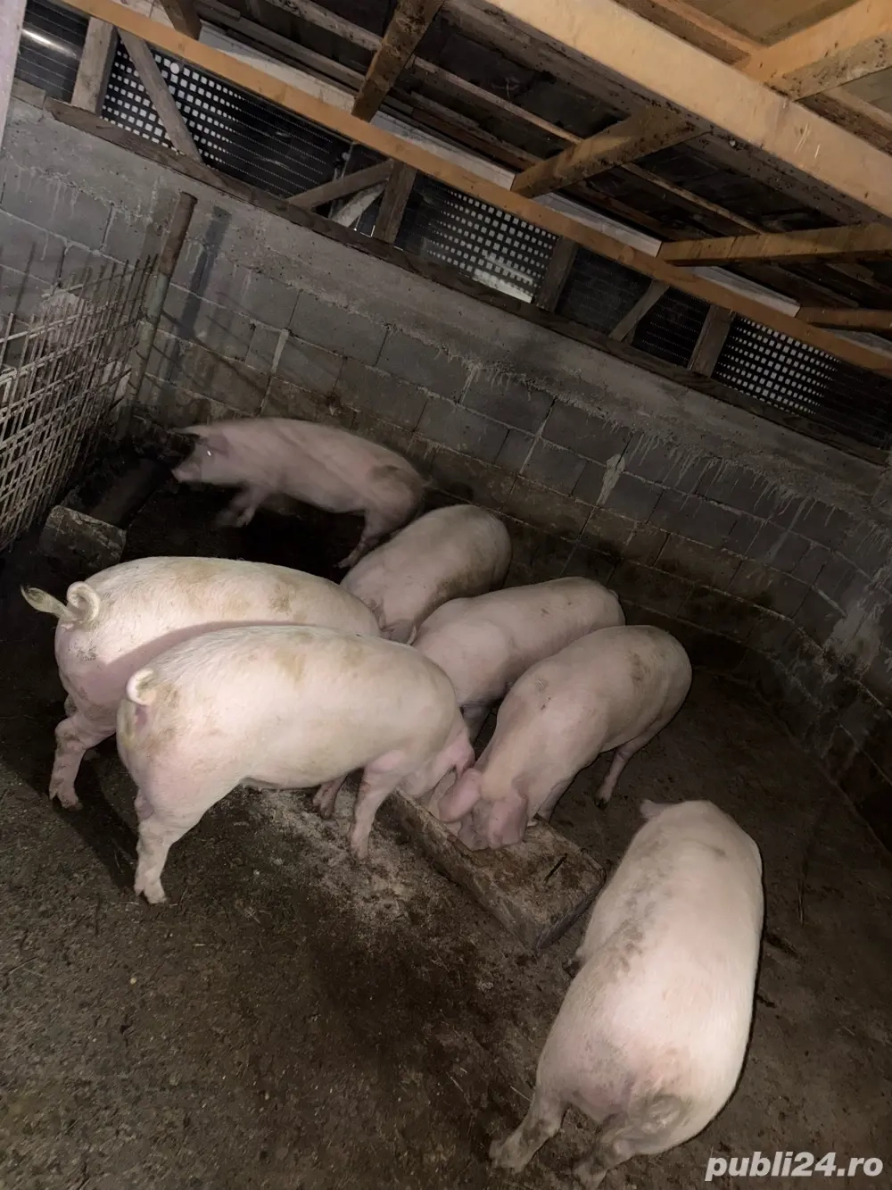 porci de vanzare  porci de vanzare