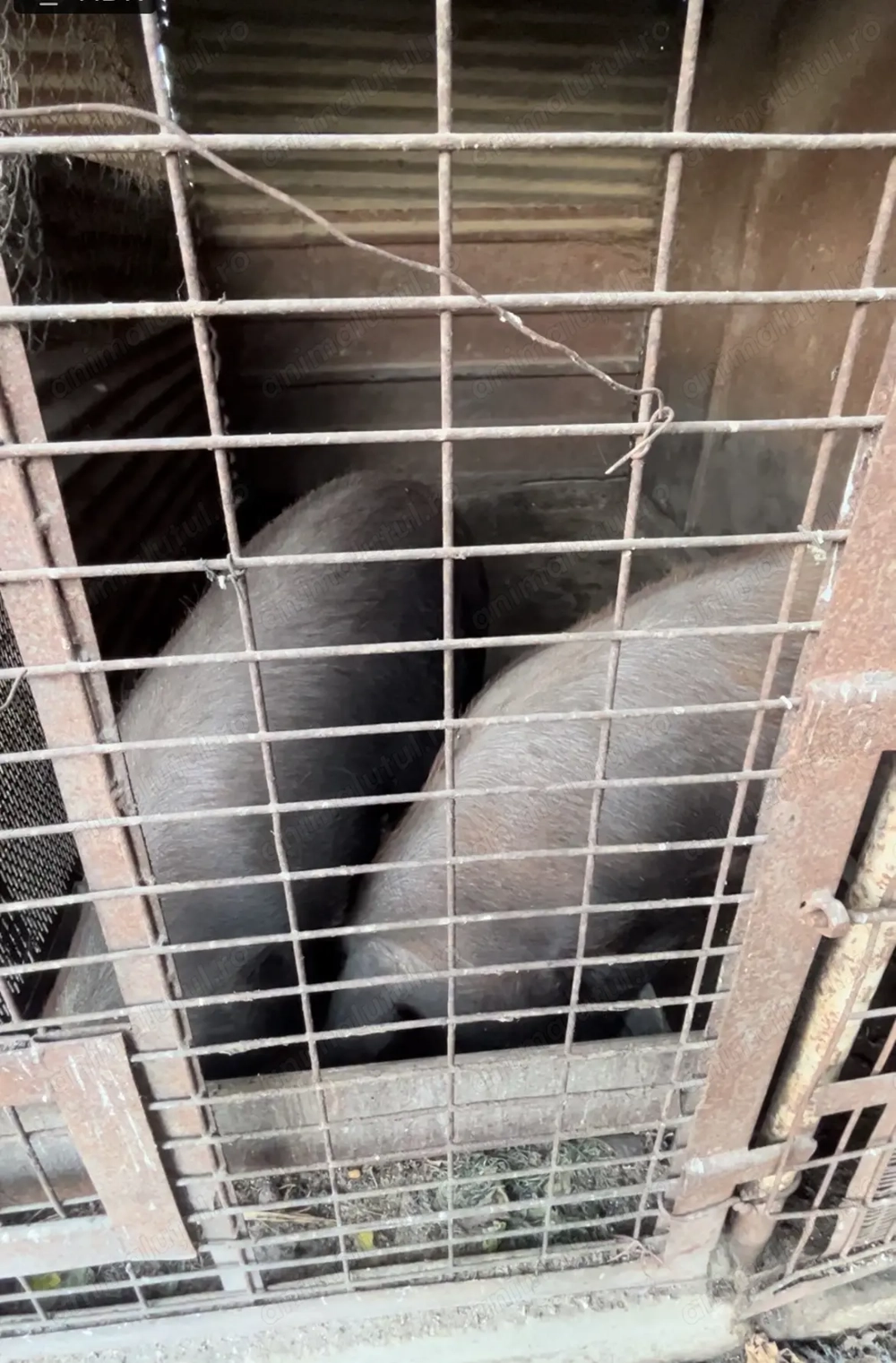 Porci de vanzare,Recea, Mehedinti, pret 15 lei per kg.