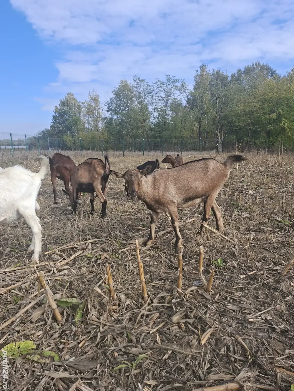 Iada alpina franceza  Iada alpina franceza