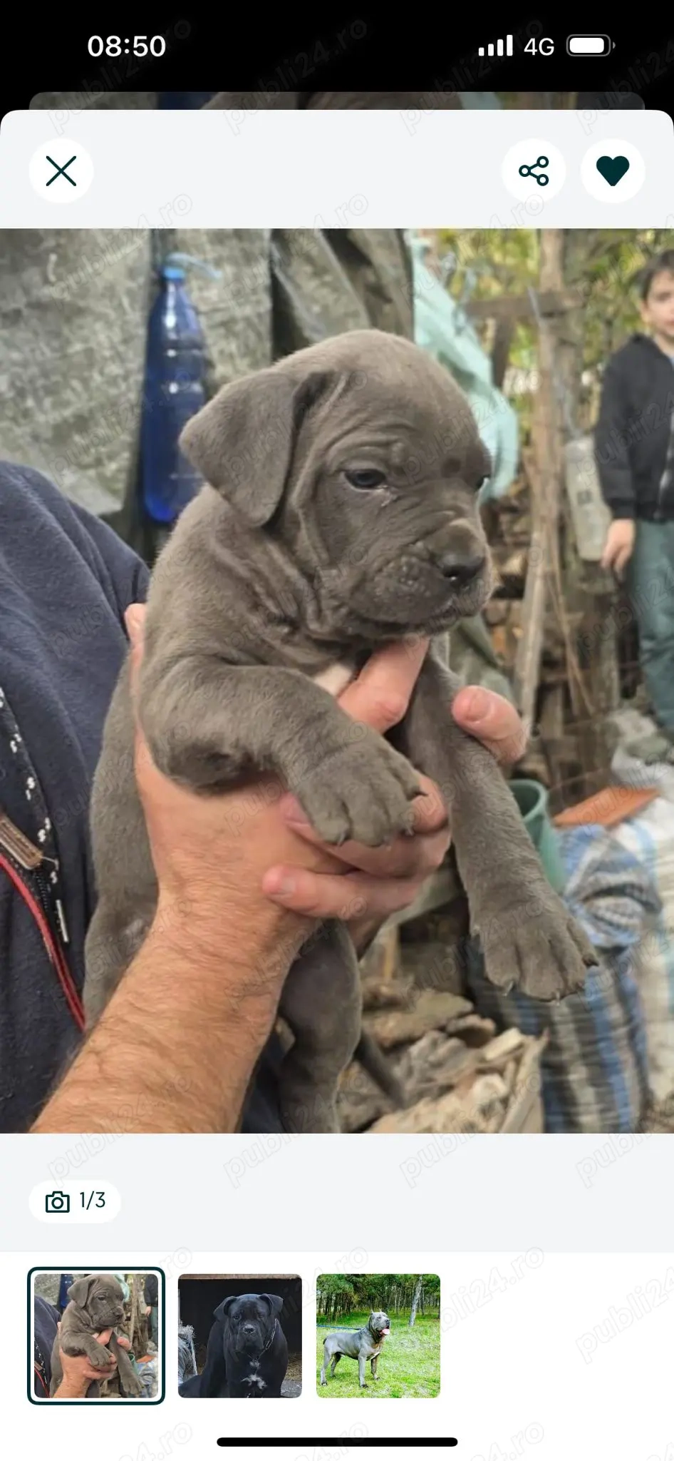Cățelușa cane corso 