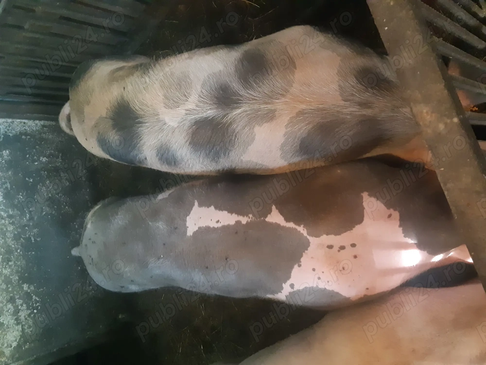 Vând porci pentru Crăciun