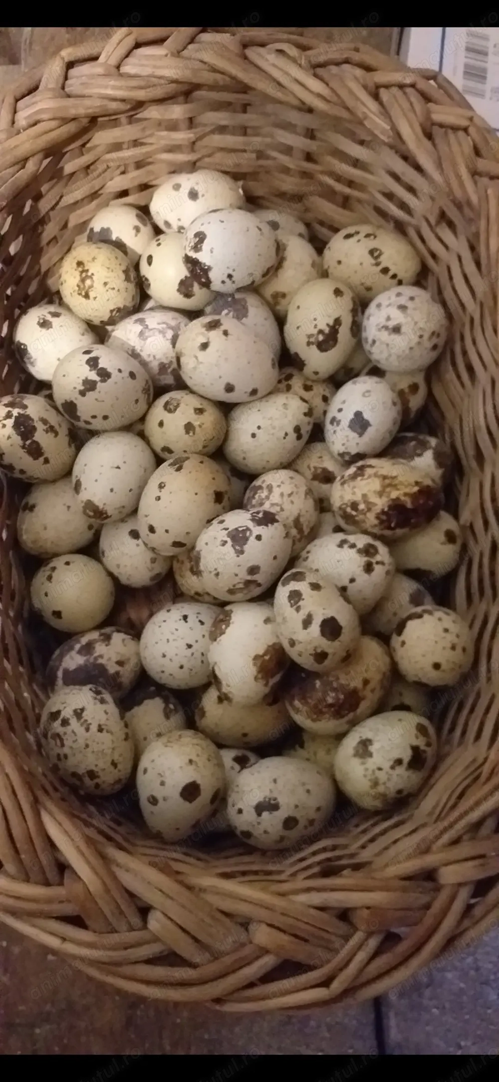 Vând prepelite schimb cu păsări de colivie 