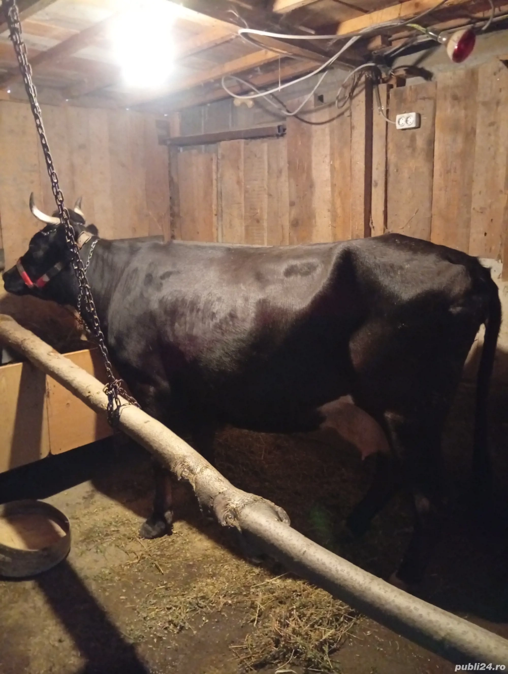 Vând Vacă Tânără Preț 80 milioane  Vând Vacă Tânără Preț 80 milioane