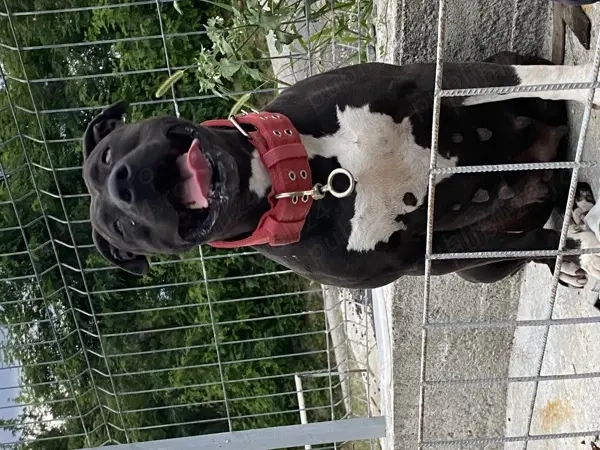 Vand pui amstaff blue si negru  Vand pui amstaff blue si negru