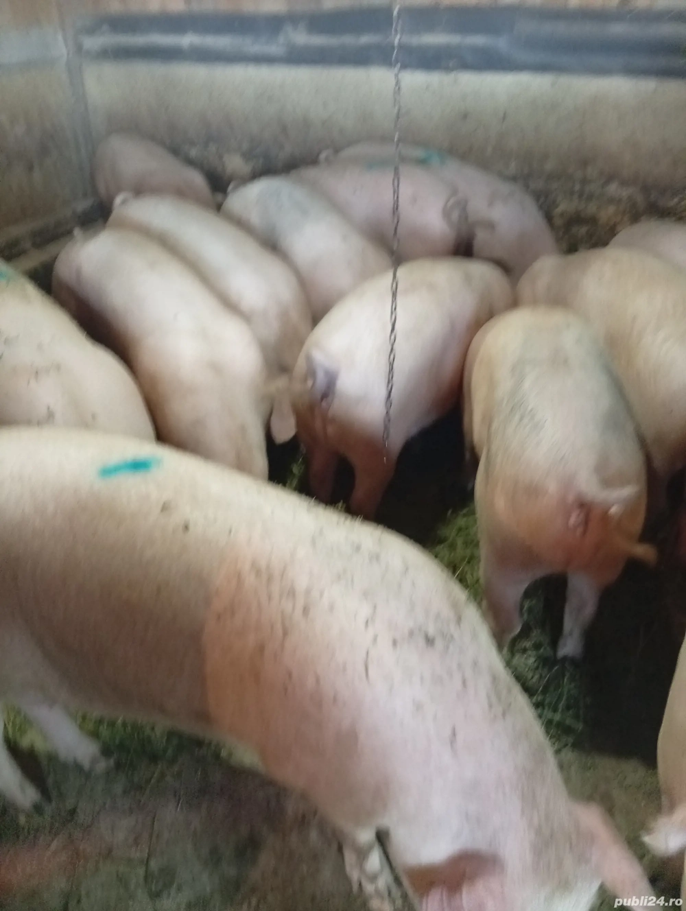 Vând Porci de Casă Preț 18 lei kg în Viu 