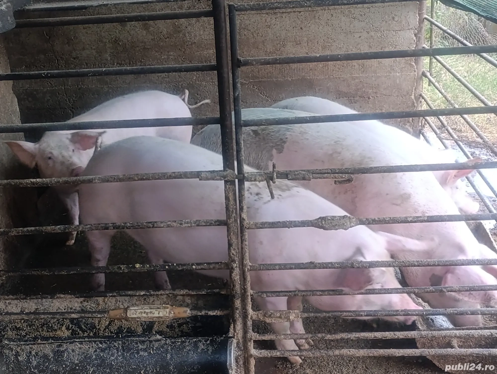 porci de carne 120 kg