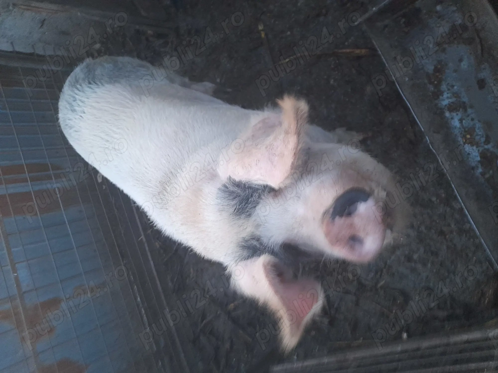 Porci de vanzare pentru Crăciun, 170-  200kg cu posibilitatea de a fi ținuți pana la sacrificare  