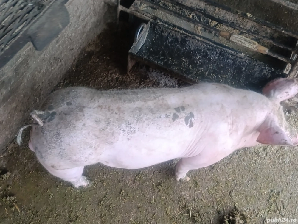 vier pietrain 80 kg pt reproducere  vier pietrain 80 kg pt reproducere