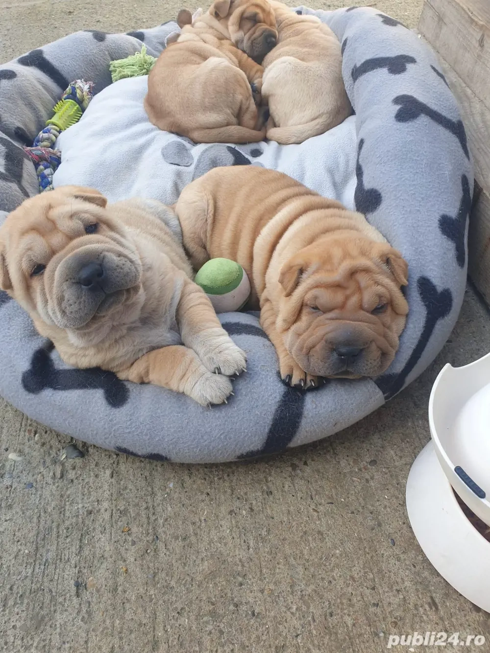 Pui Shar Pei !