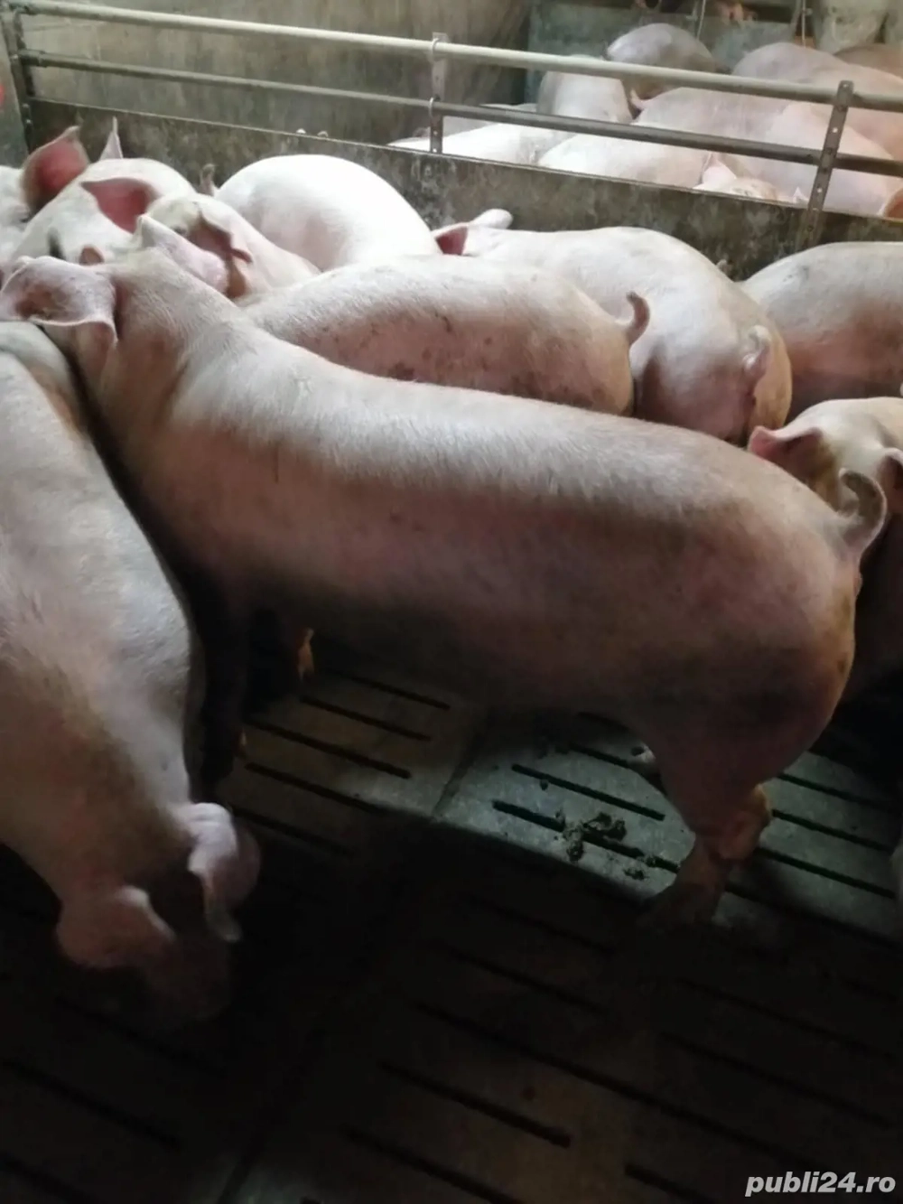 Porci De vanzare Porci De vanzare