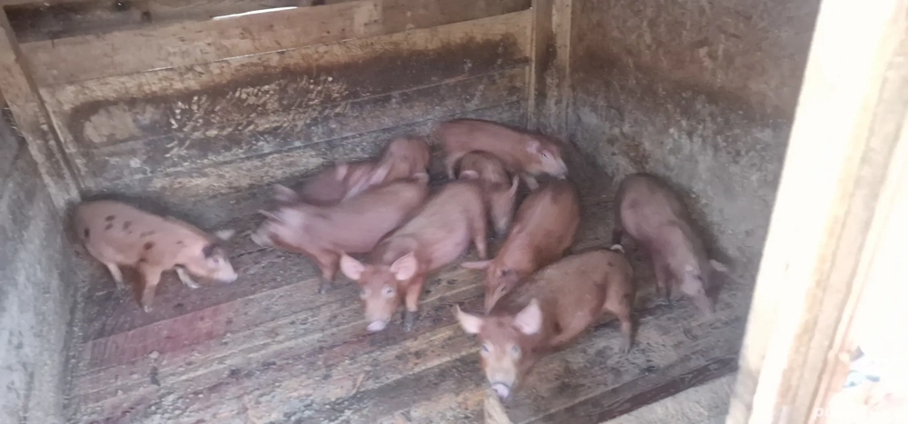 purcei de vanzare de 10 saptamani rasa Durok purcei de vanzare de 10 saptamani rasa Durok