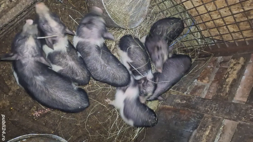 Purcei vietnamezi  Purcei vietnamezi