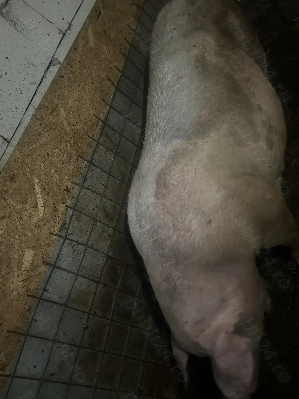 Scroafa pentru sacrificat Scroafa pentru sacrificat