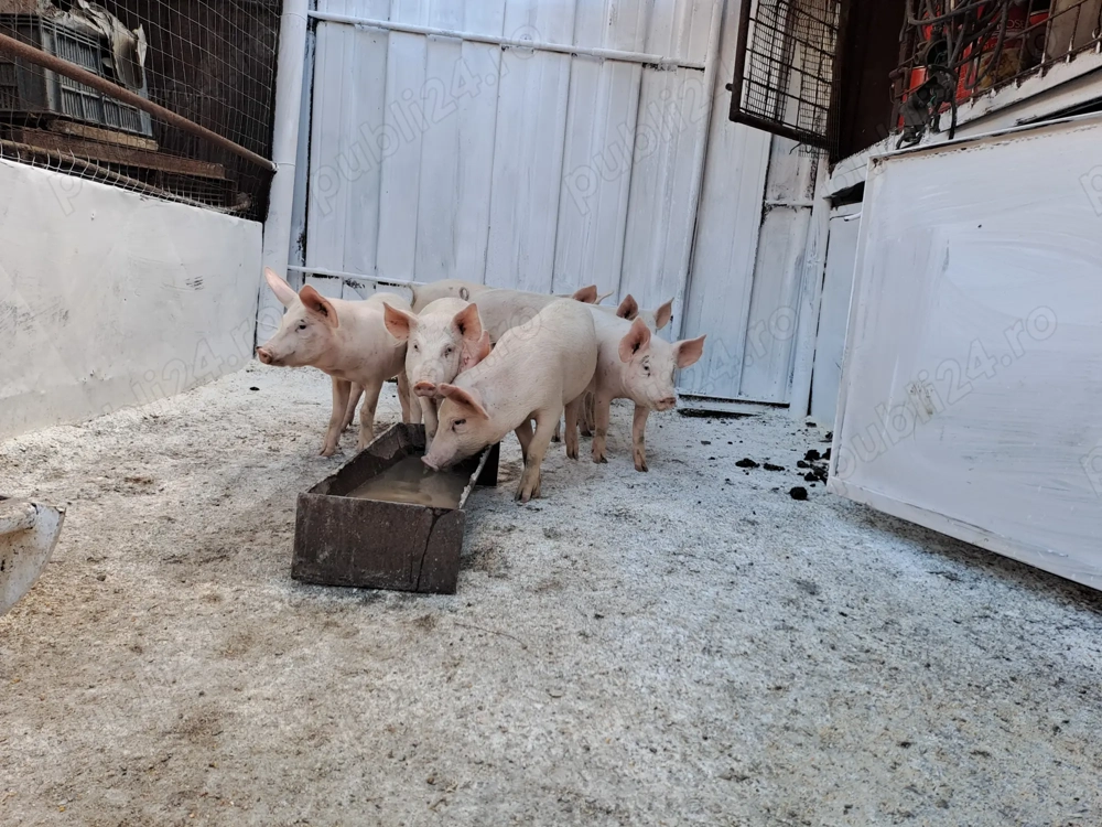 Vând porci si purcei 