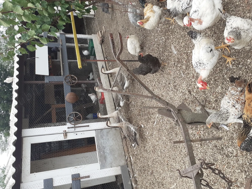 Vand gâște chinezești Vand gâște chinezești