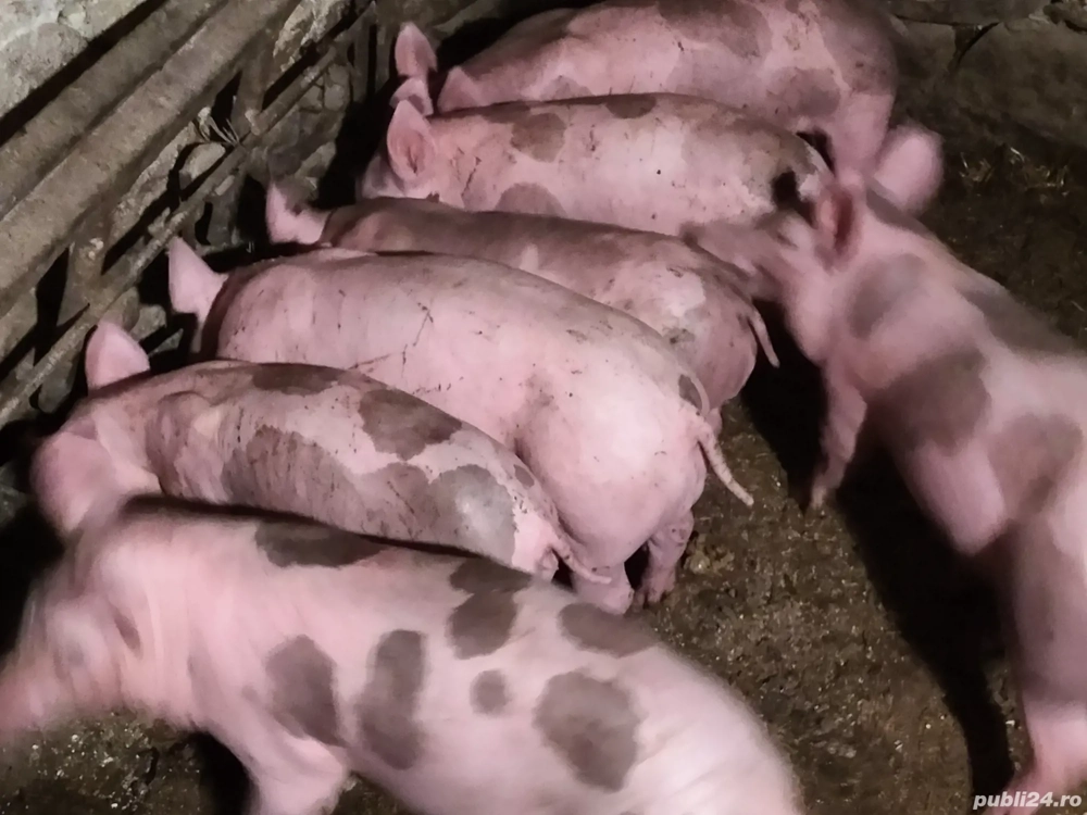 Purceii Petrean Belgian de vînzare. Purceii Petrean Belgian de vînzare.