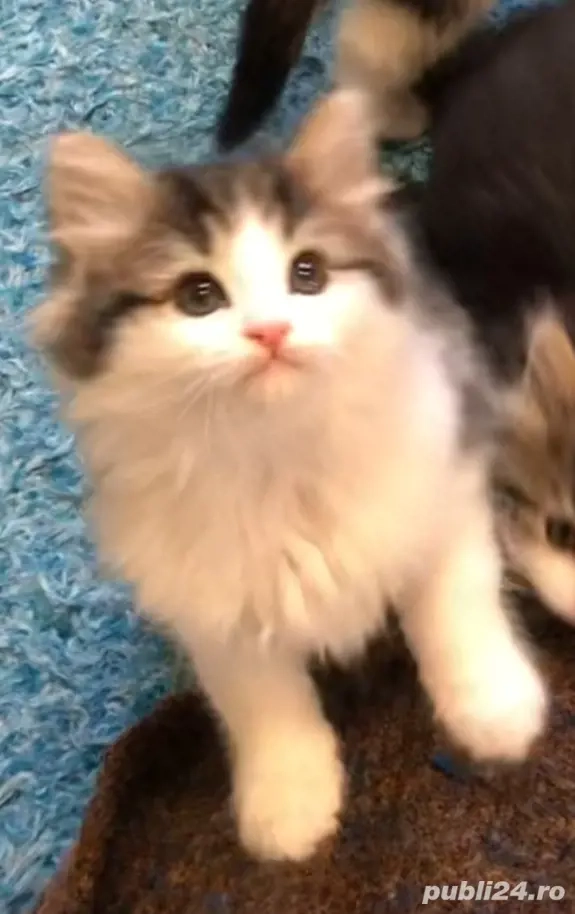 Siberiană de Pădure 