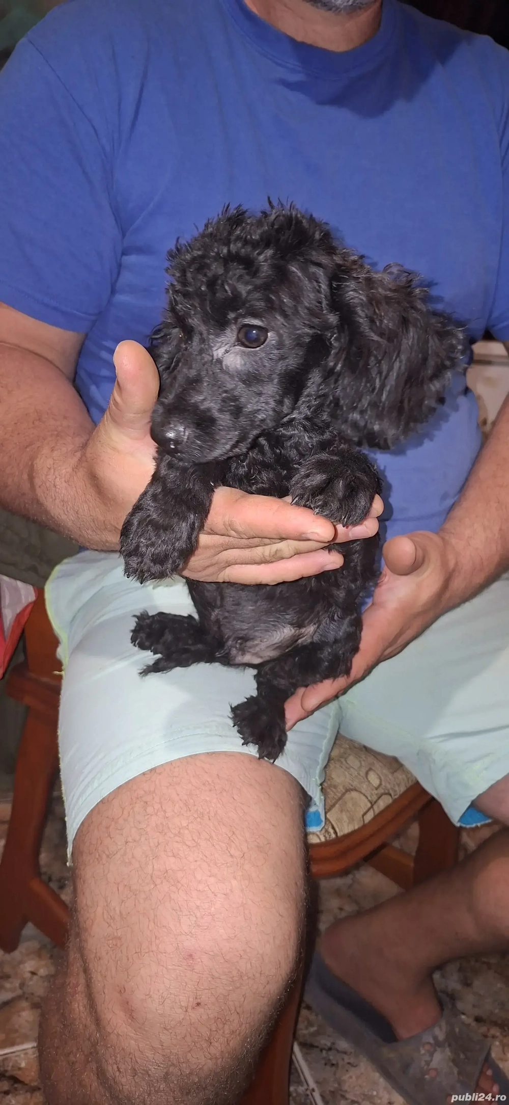 Pudel talie toy Pudel talie toy