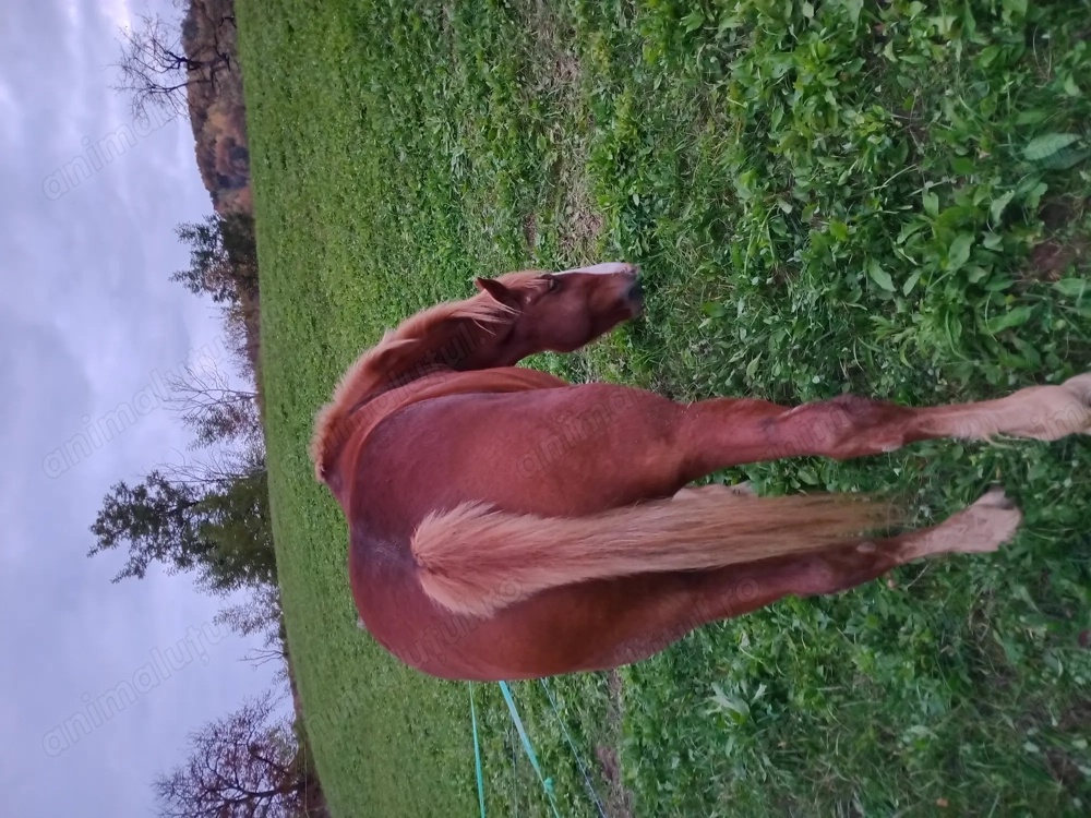 Vând cal de 5 ani foarte blând 