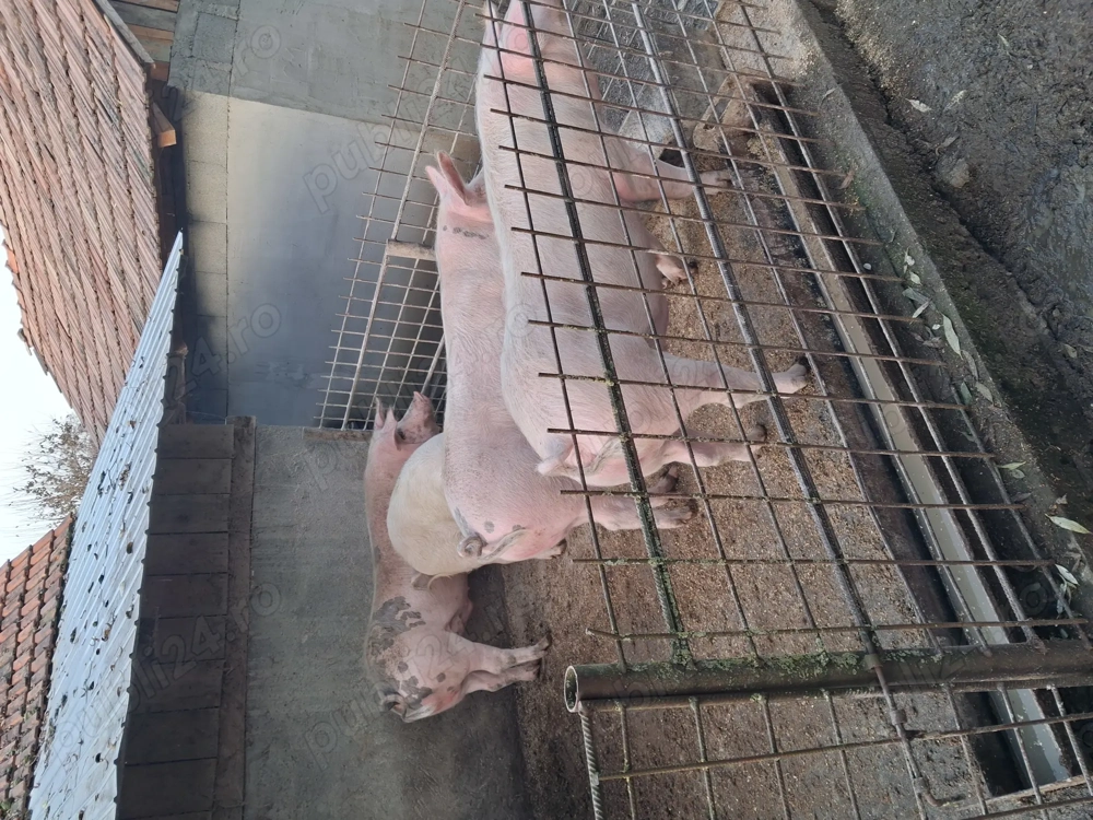 Porci pentru sacrificat Porci pentru sacrificat