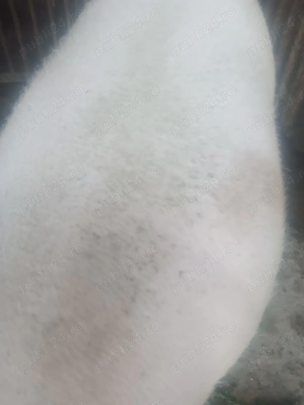 Vând porci rasa  Vând porci rasa