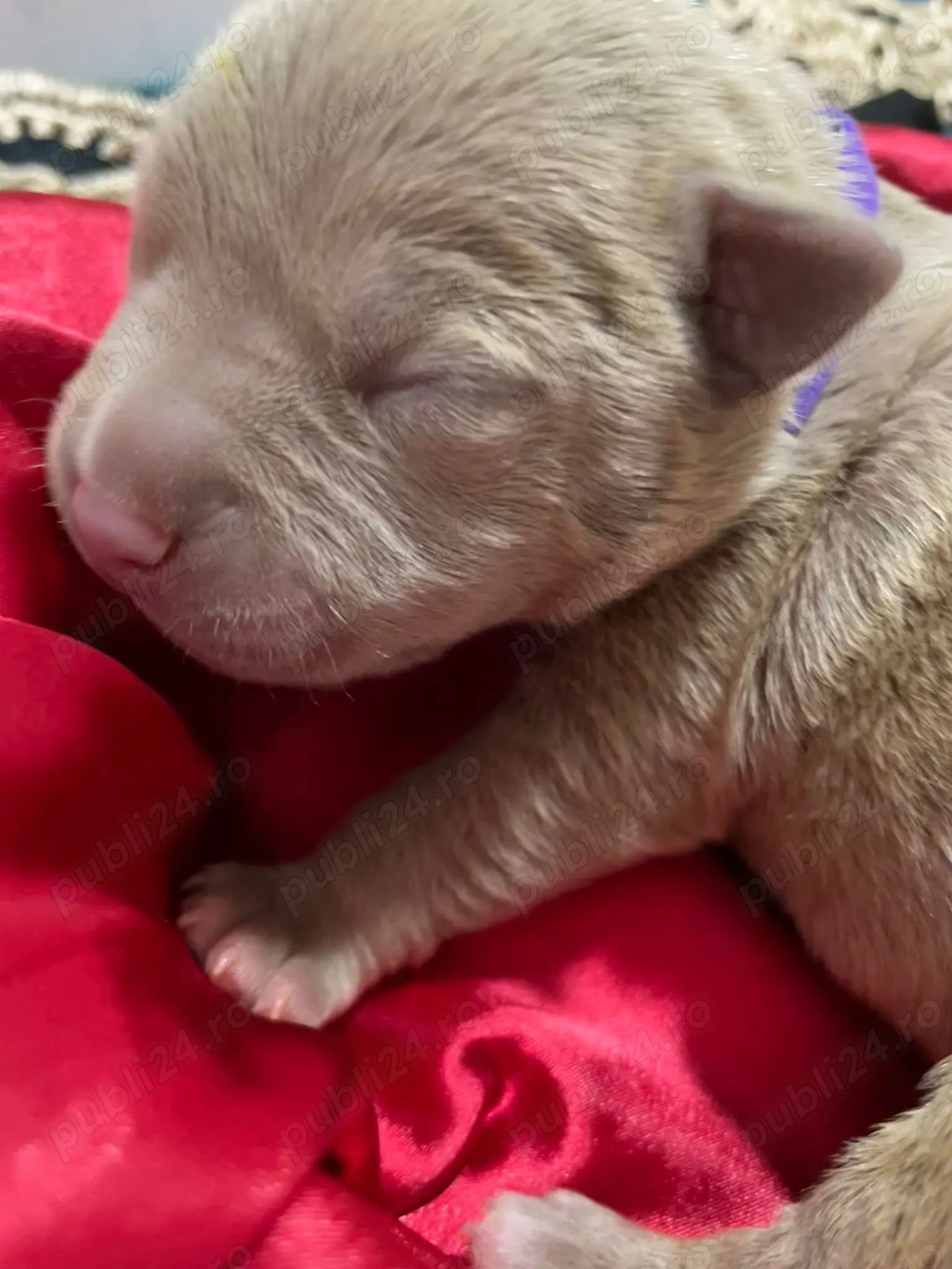 Vand pui American Bully 