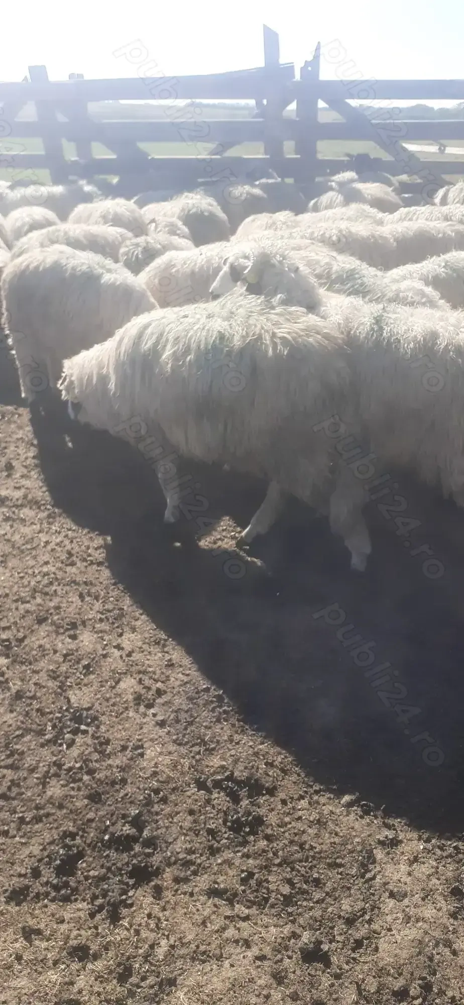 Vind miei crescuti natural