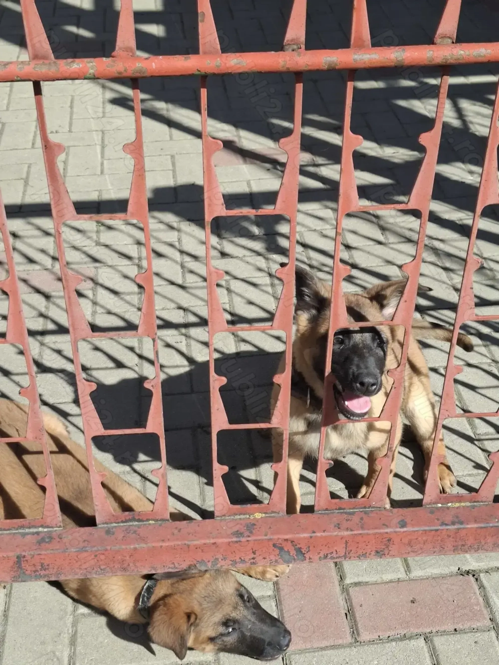 Căței de ciobănesc belgian de malinois 