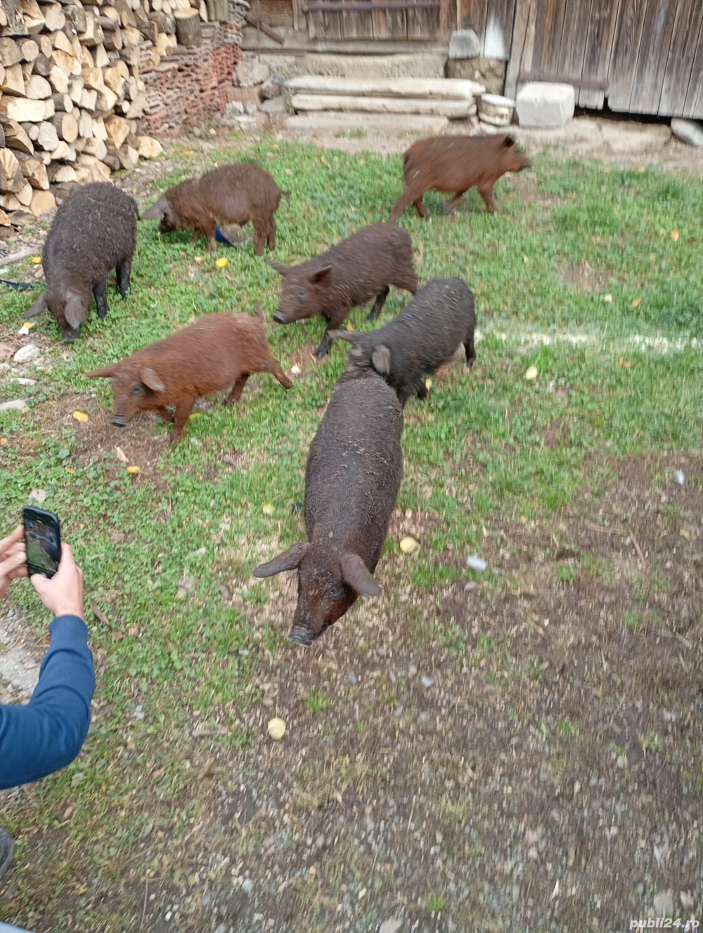 vand porci mangalița 