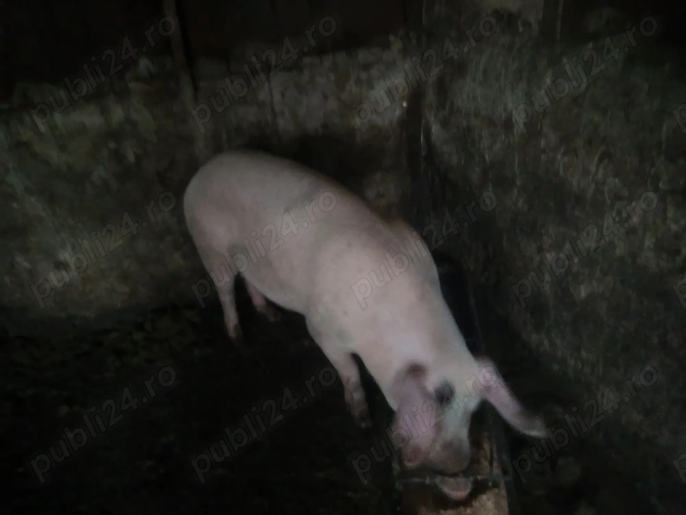 Vând porci mici și mari