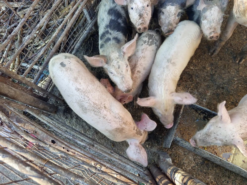 Vând porci mici și mari