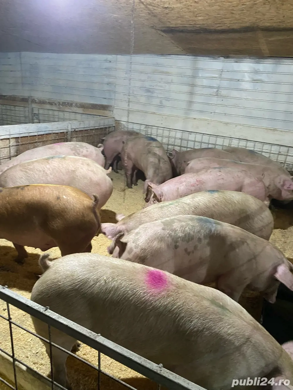 de vanzare porci de carne!!