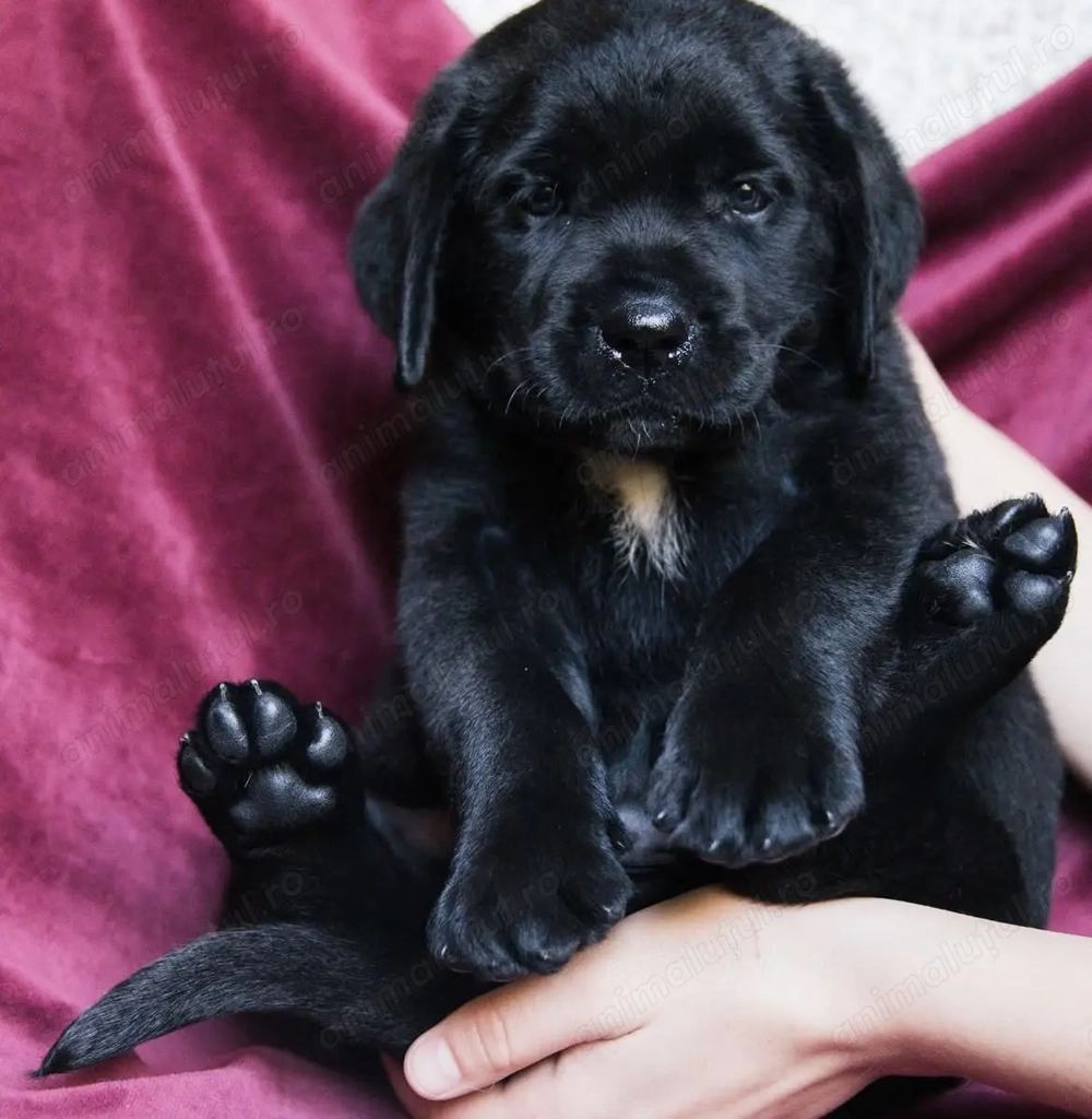 Labrador retriever mascul și femela