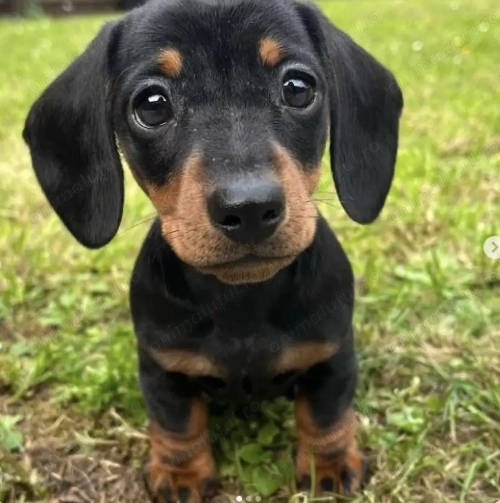 Teckel pitic mascul și femelă 