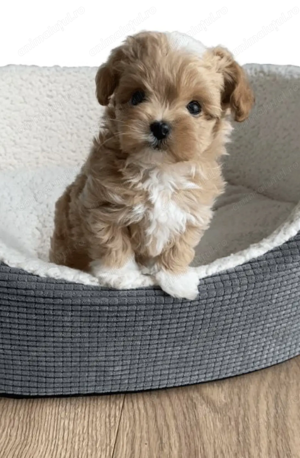 Maltipoo 1500