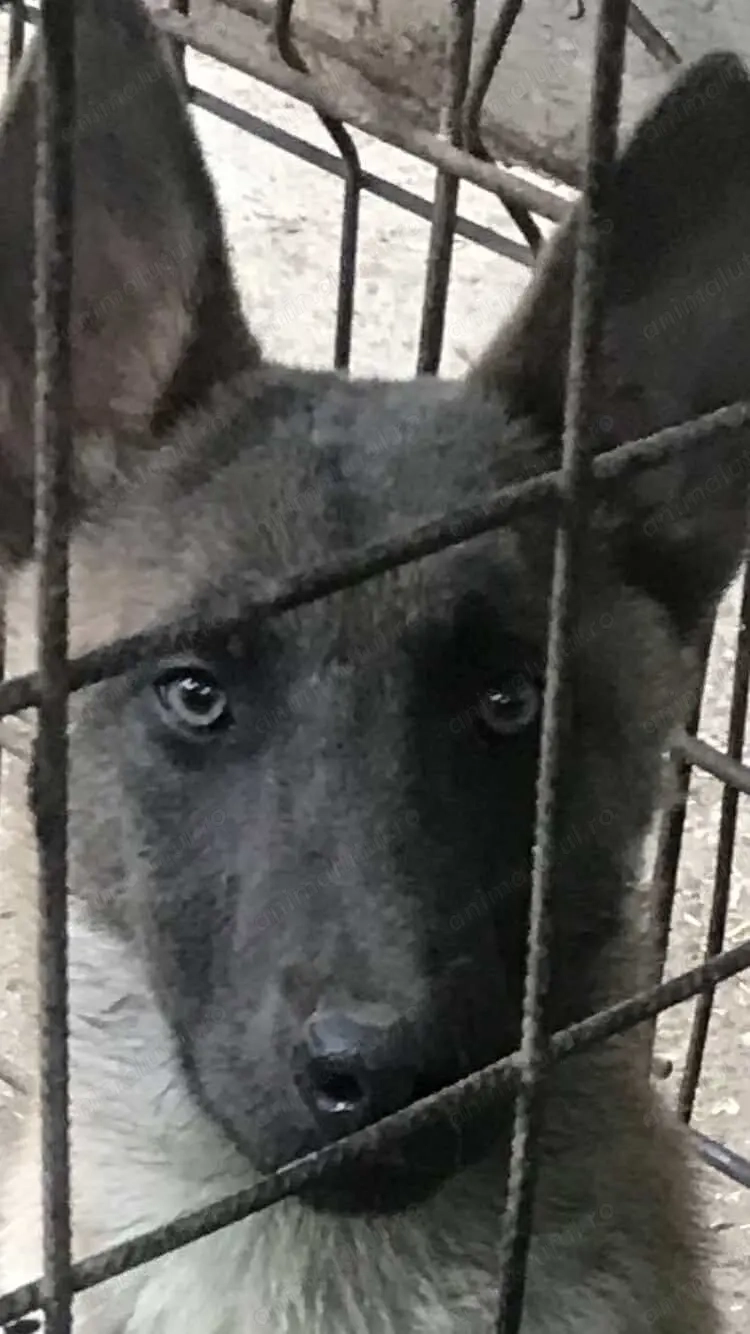 Pui Malinois - Ciobănesc Belgian