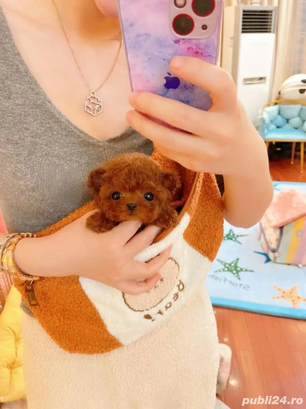Pudel toy -apricot ofer transport oriunde in tara 