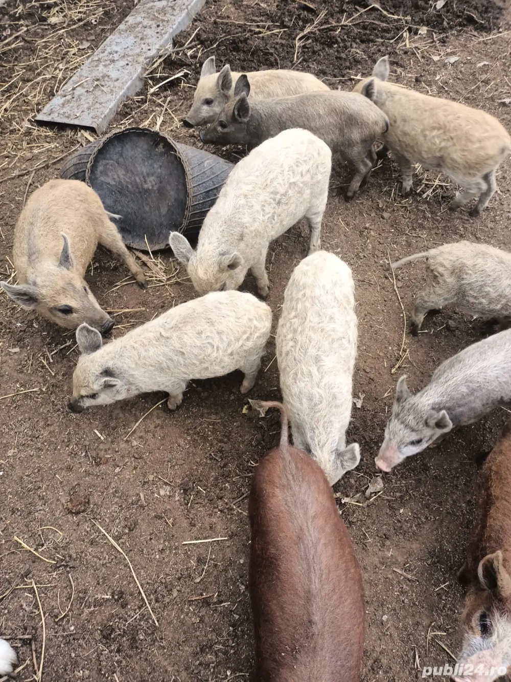 Purceluși de vanzare Purceluși de vanzare