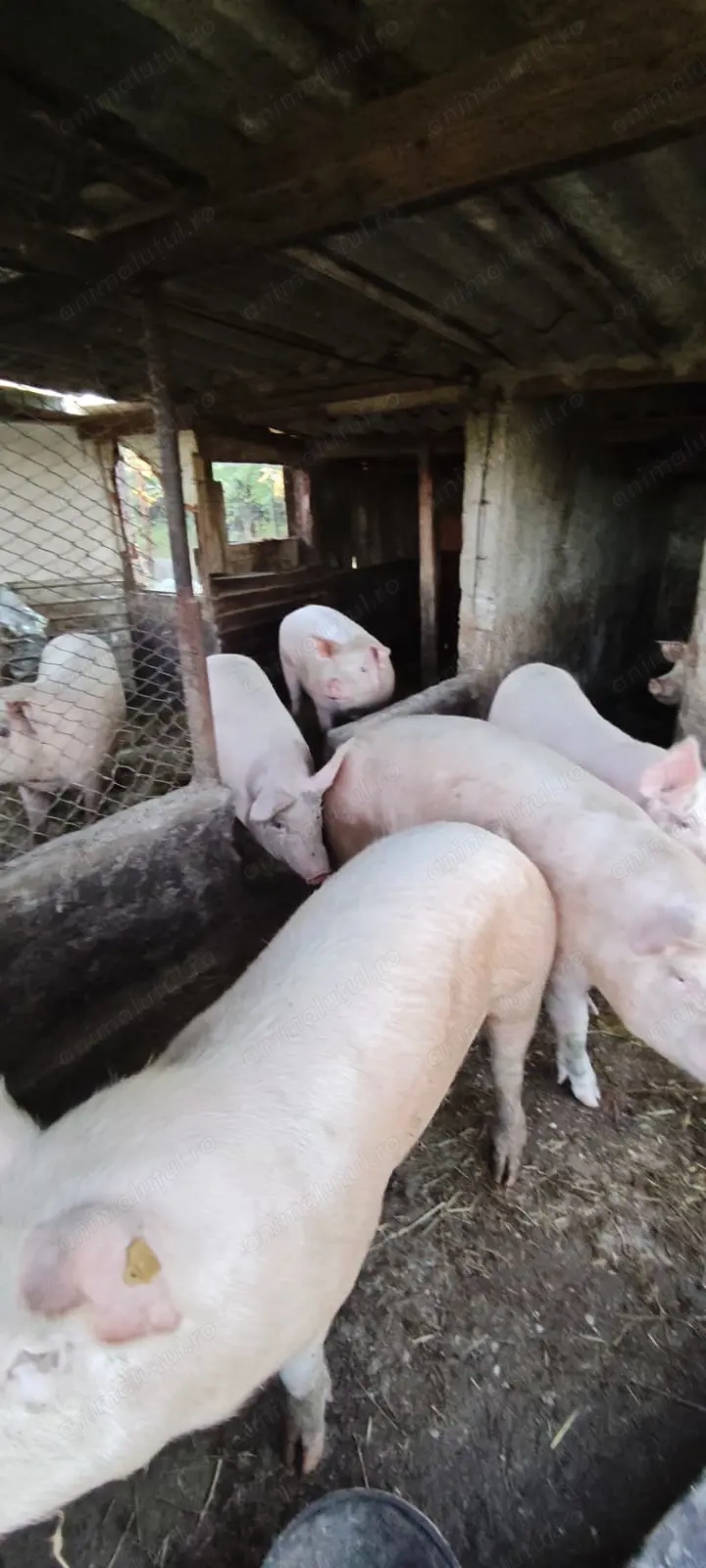 porci de vanzare 120-150kg porci de vanzare 120-150kg