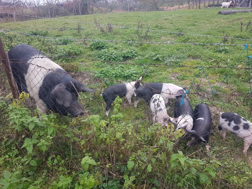 Vand purcei Bazna Vand purcei Bazna