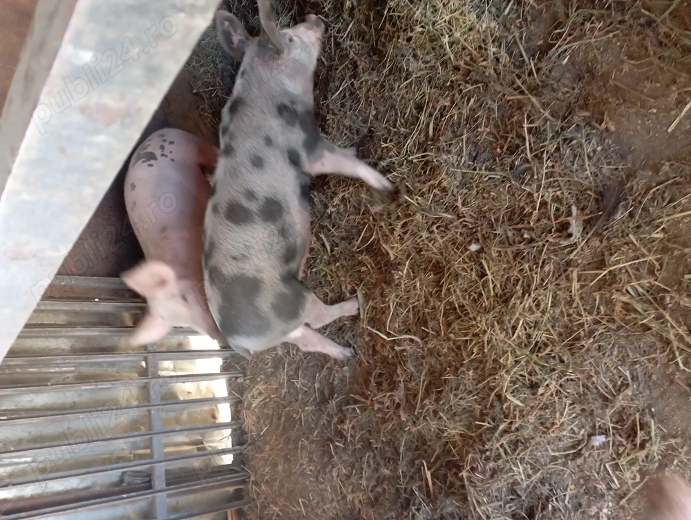 Porci de vazare Porci de vazare