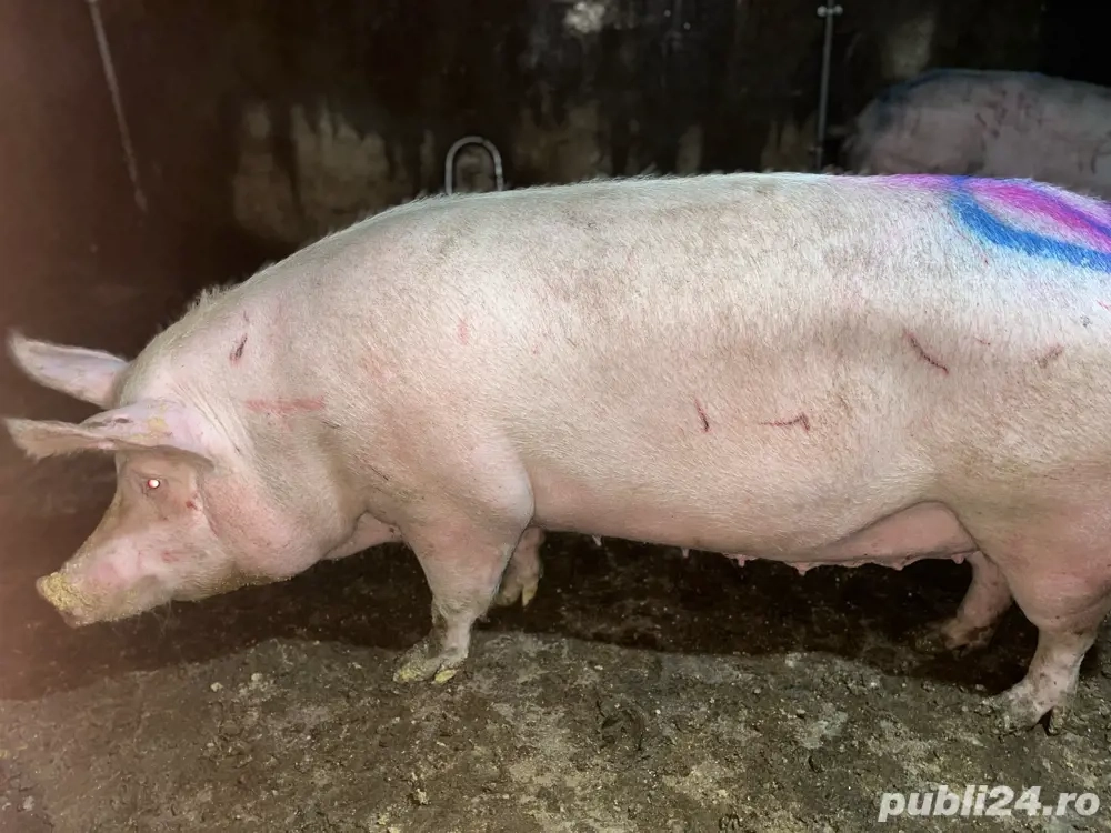 Purcele de Carne intre 250-350kg