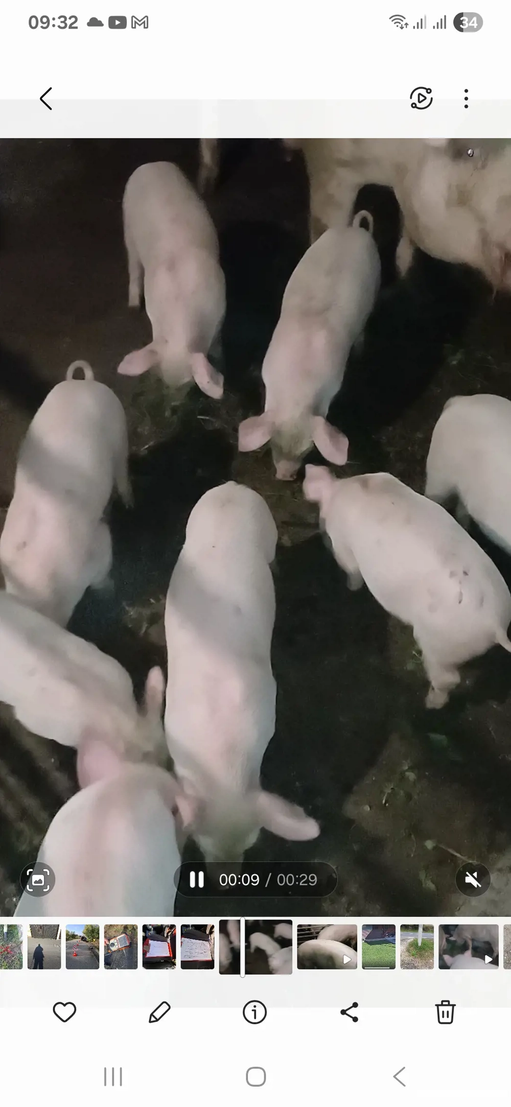 Purcei 7 săptămîni Purcei 7 săptămîni