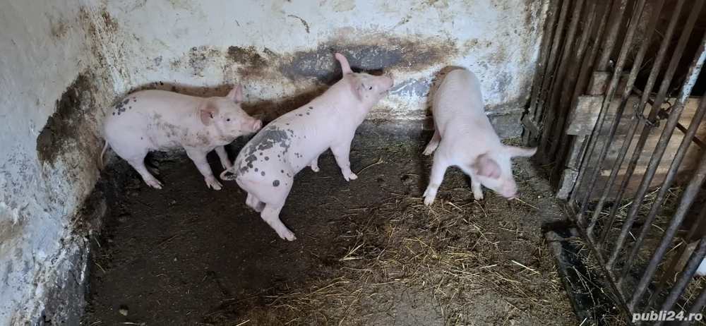 Purcei de vânzare  Purcei de vânzare