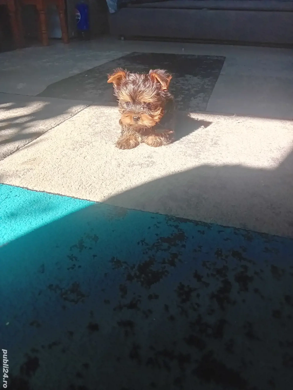 Yorkshire terrier mini toy  Yorkshire terrier mini toy