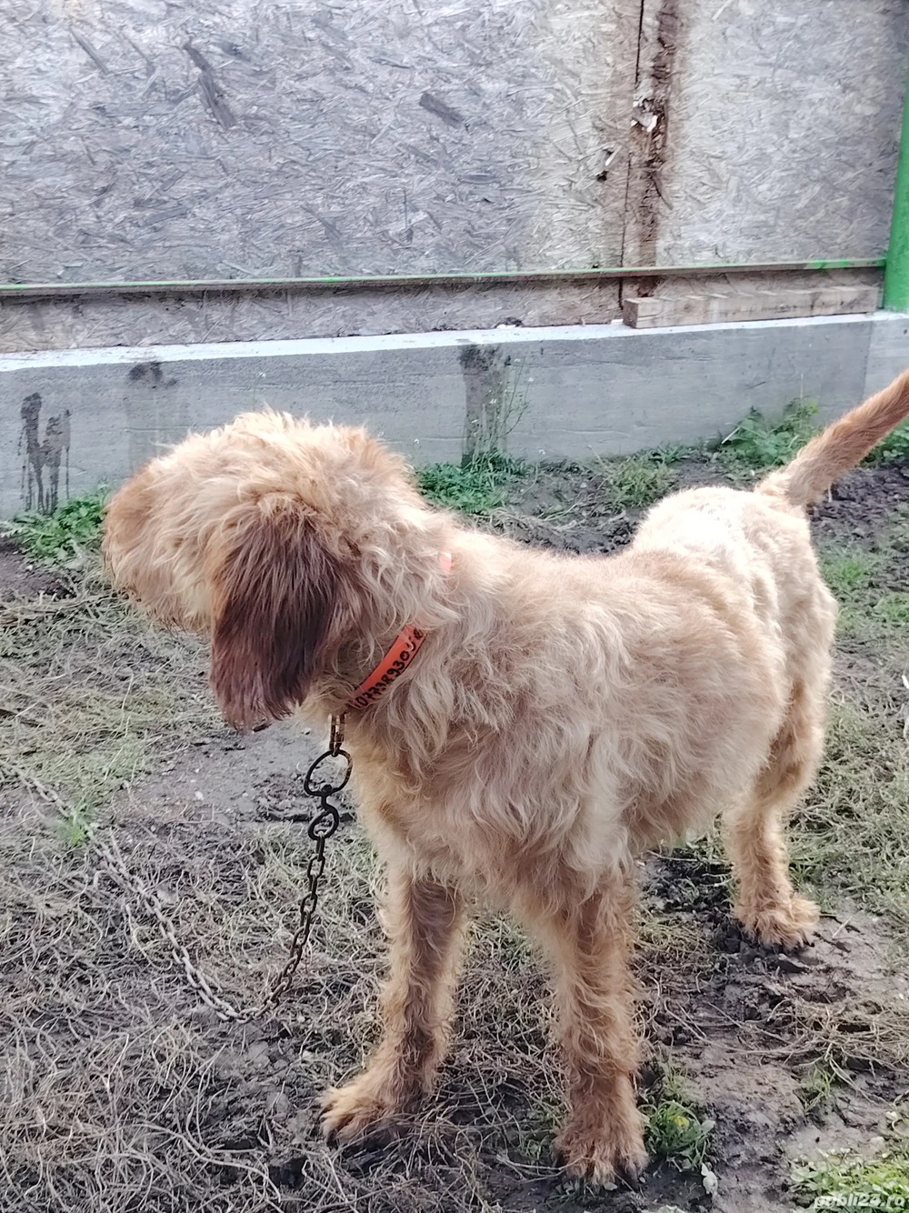 Câine de vânătoare  Câine de vânătoare