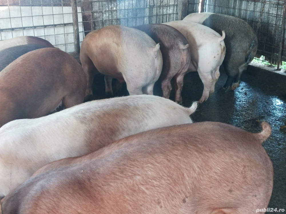 Porci 140-170 kg Porci 140-170 kg