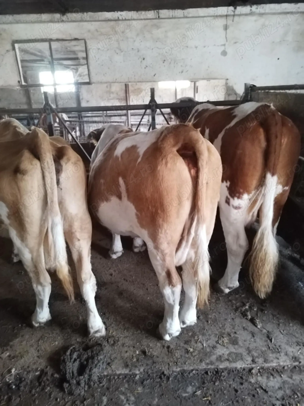 Vacivitei,bivoli,capre