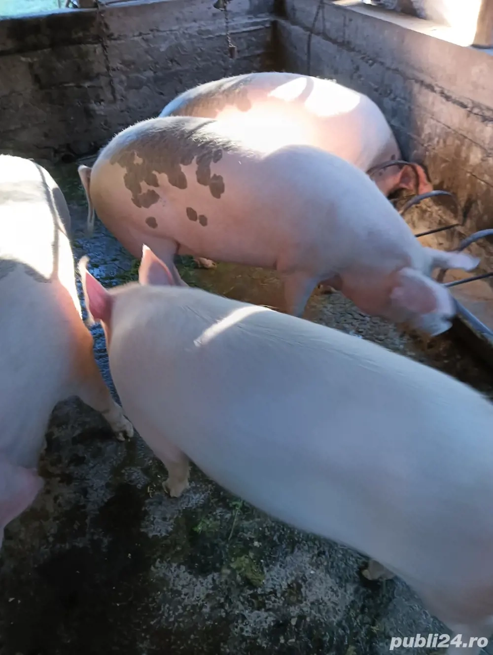 porci crescuti la tara