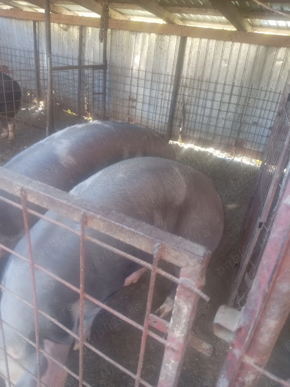 Vând porci . Vând porci .